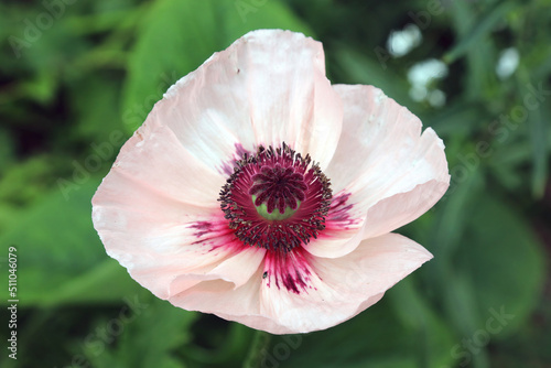Pink Oriental Poppy, Derbyshire England  
 photo
