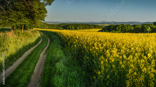 Rape Field Landscape at Lower Silesia, Poland