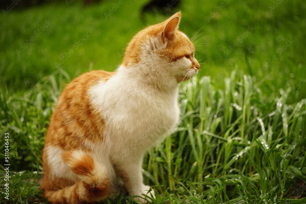 Portrait of a ginger white cat in green grass on a summer day Portrait of a ginger white cat in green grass on a summer day
