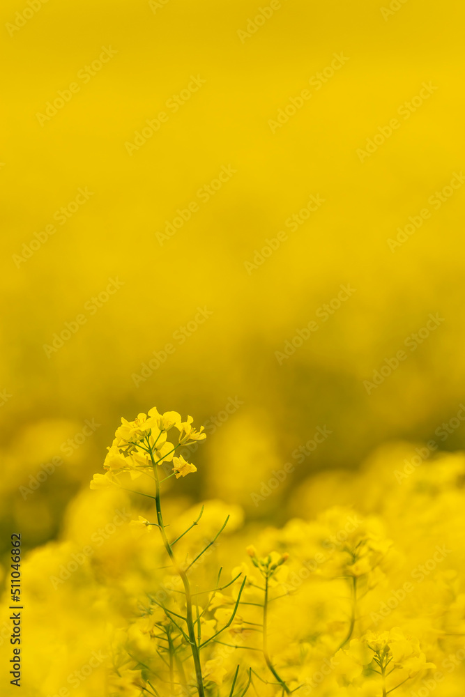 Obraz premium 黄色い花が美しい菜の花
