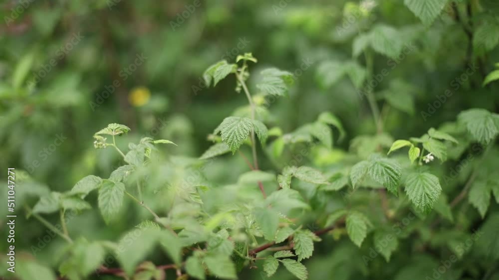 Raspberry leaves close up. Raspberries in summer in the garden without berries in the wind Raspberry leaves close up. Raspberries in summer in the garden without berries in the wind