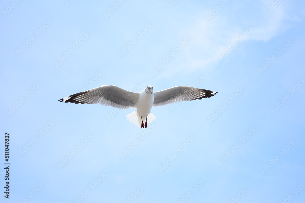 seagull in flight seagull in flight