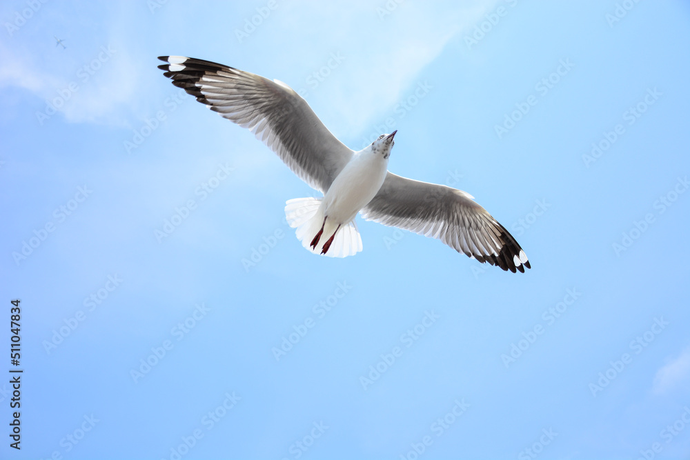 seagull in the sky