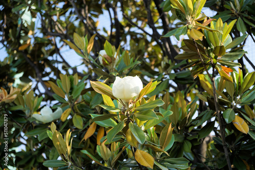 Wallpaper Mural タイサンボクの花 Torontodigital.ca