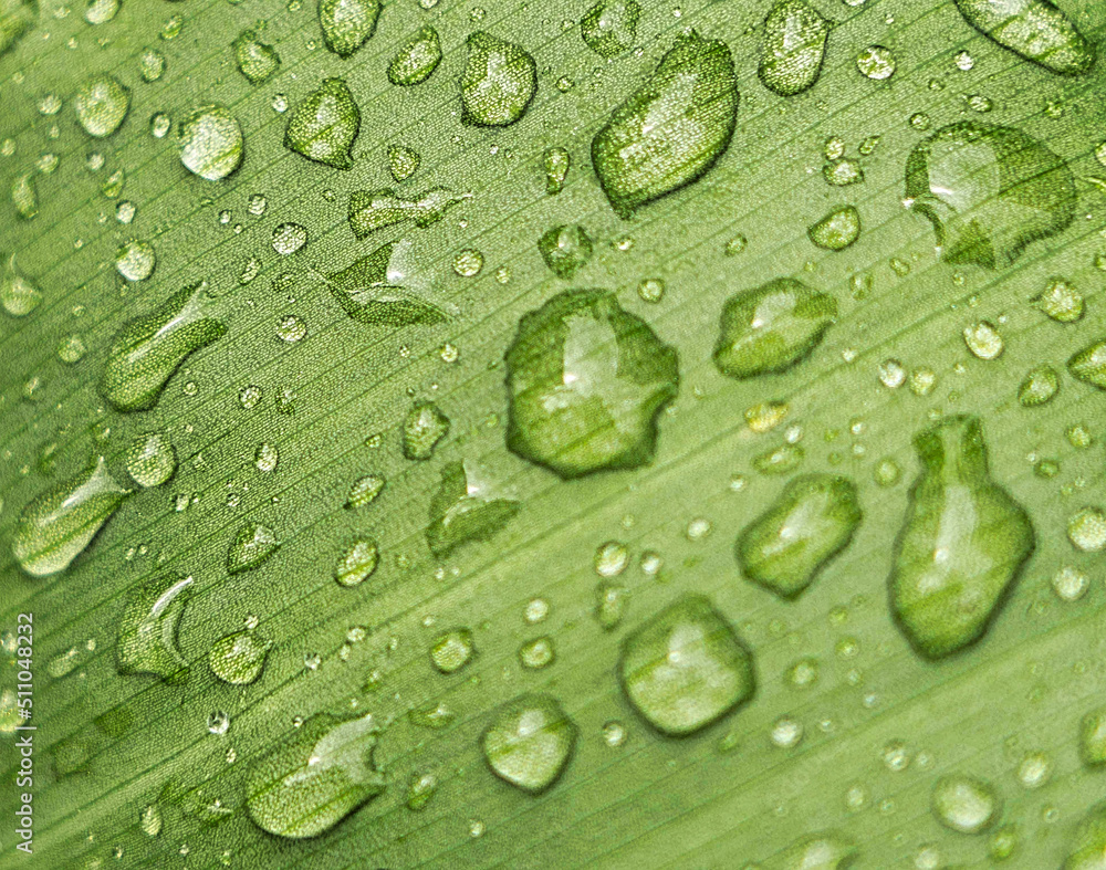 raindrops on a green leaf, macro shot raindrops on a green leaf, macro shot