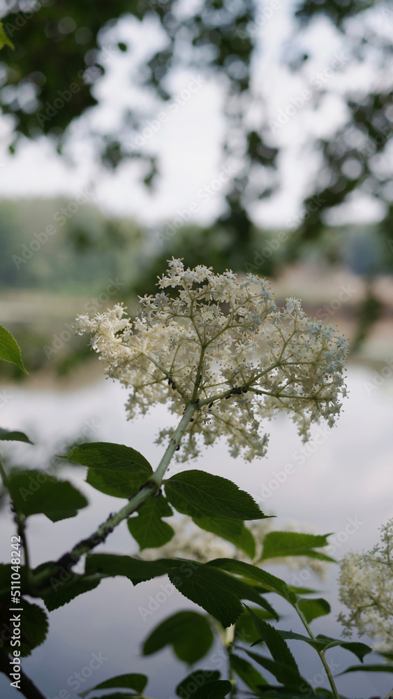Bez czarny, dziki bez czarny (Sambucus nigra L.) 2 Bez czarny, dziki bez czarny (Sambucus nigra L.) 2