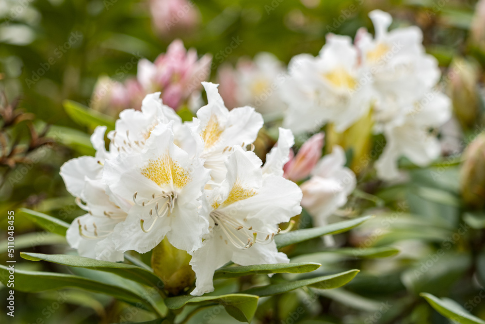 White rhododendron flowers outdoors in nature. White rhododendron flowers outdoors in nature.