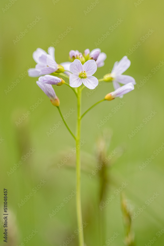 Watercress - detail of the delicacy of the flowers on the herb. Watercress - detail of the delicacy of the flowers on the herb.