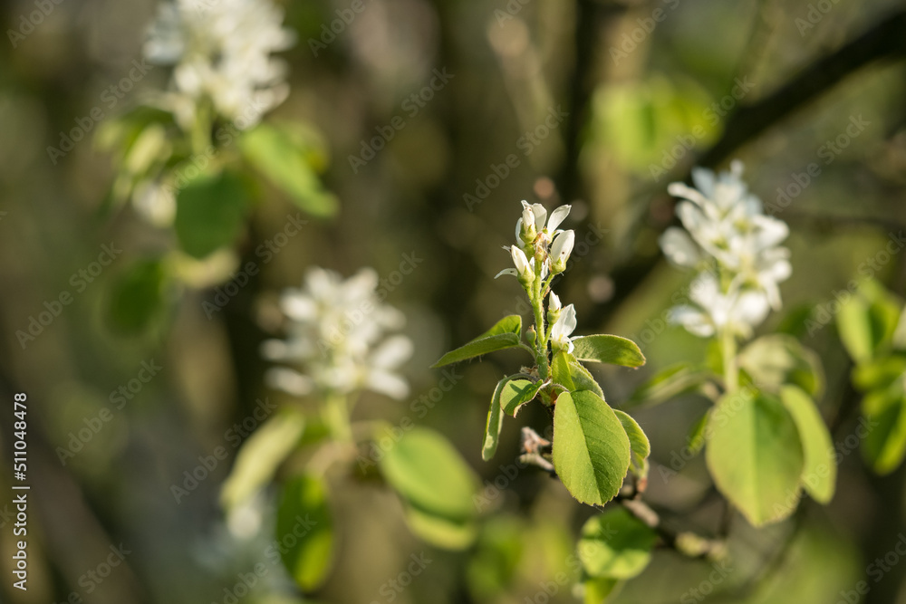 Indian blueberry - white flowers on a branch with green leaves. Indian blueberry - white flowers on a branch with green leaves.