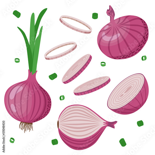 Set of red onions with green leaves, onion halves, slices. Vector illustration in flat style isolated on white background.