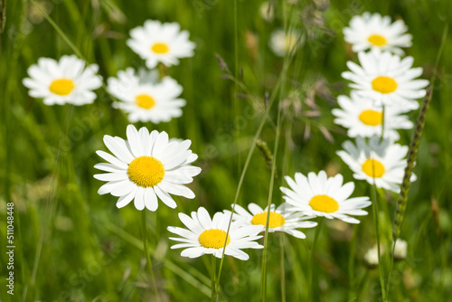 White daisy flowers in a meadow.