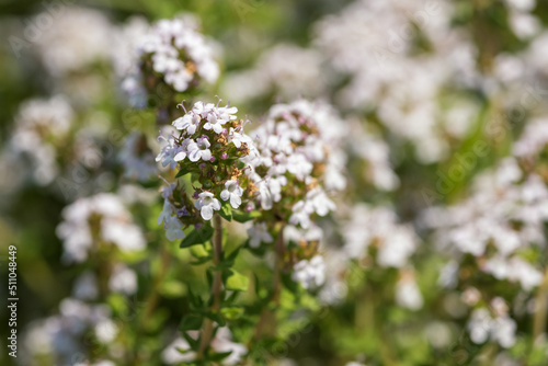 White thyme flowers in detail.