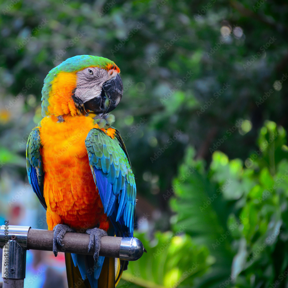 Fototapeta premium blue and yellow macaw