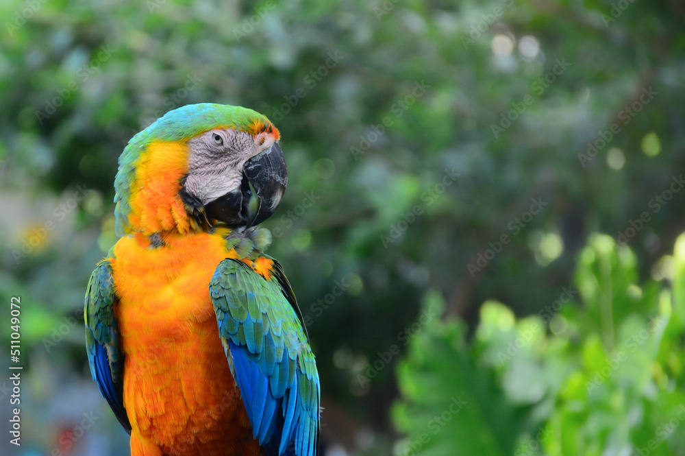 blue and yellow macaw