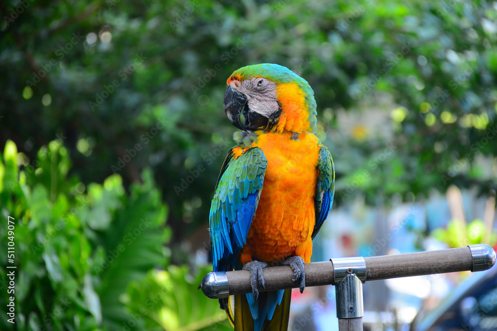 Fototapeta premium blue and yellow macaw