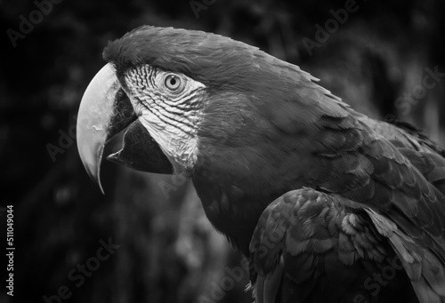 Wallpaper Mural black and white macaw Torontodigital.ca