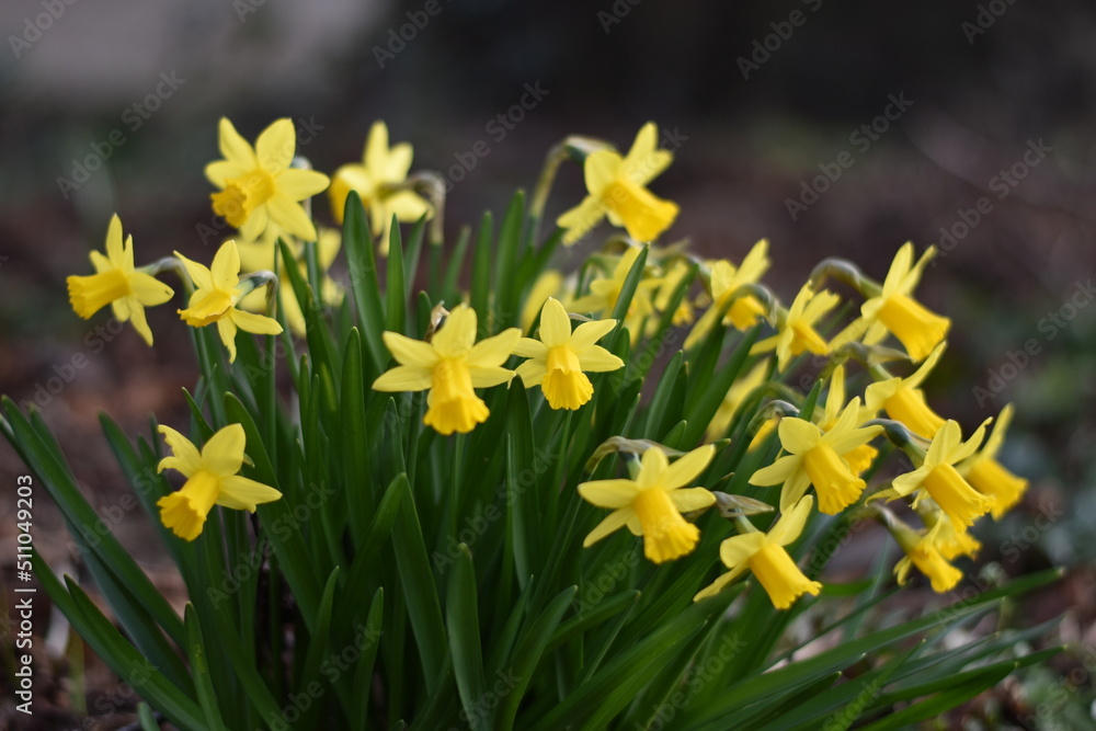 Fototapeta premium Blühende Narzissen (Narcissus)