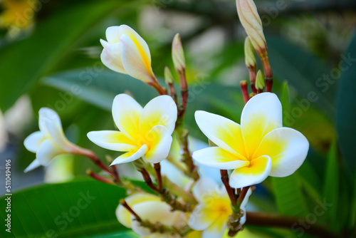 frangipani plumeria flower