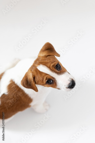 Beautiful Jack Russell Terrier puppy isolated on white background
