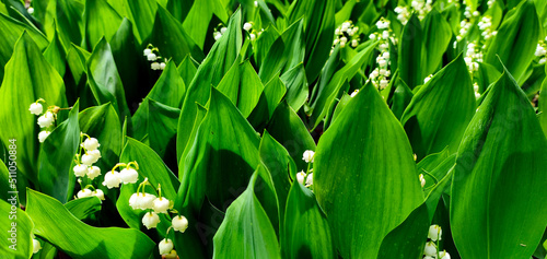 Blooming lily of the valley - Convallaria majalis flowers in the spring garden. Natural background, panoramic shot