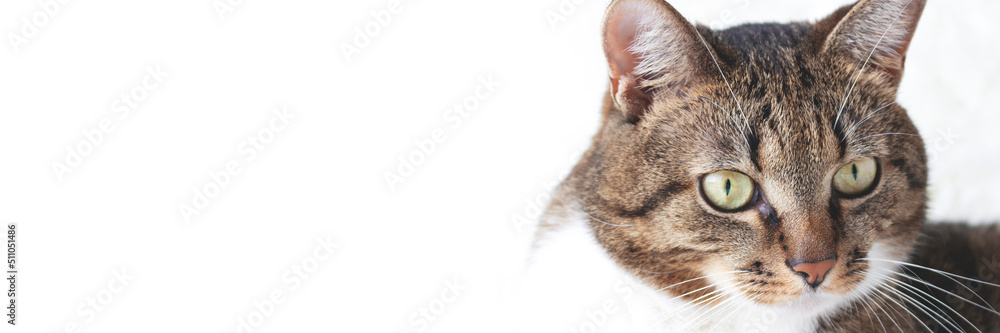 Banner with portrait of brown shorthair domestic tabby cat in front of white background. Domestic animal. Selective focus.