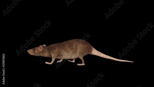 3D Rat Walk animation.Full HD 1920×1080.7 Second Long.Transparent Alpha video.LOOP. photo