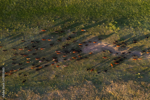 Aerial view of a troop of steers for export  cattle raised with natural pastures in the Argentine countryside.