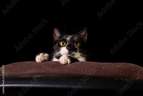 Gato preto e branco Frajola com olhos amarelos photo