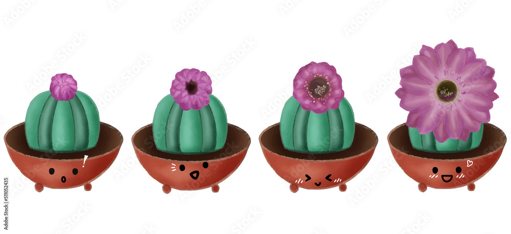 Fototapeta premium Growing cactus. Four stages of beautiful pink flowering cactus in brown pot on white background. Hand painted watercolor paintings. Flower life cycle. Timeline infographic.