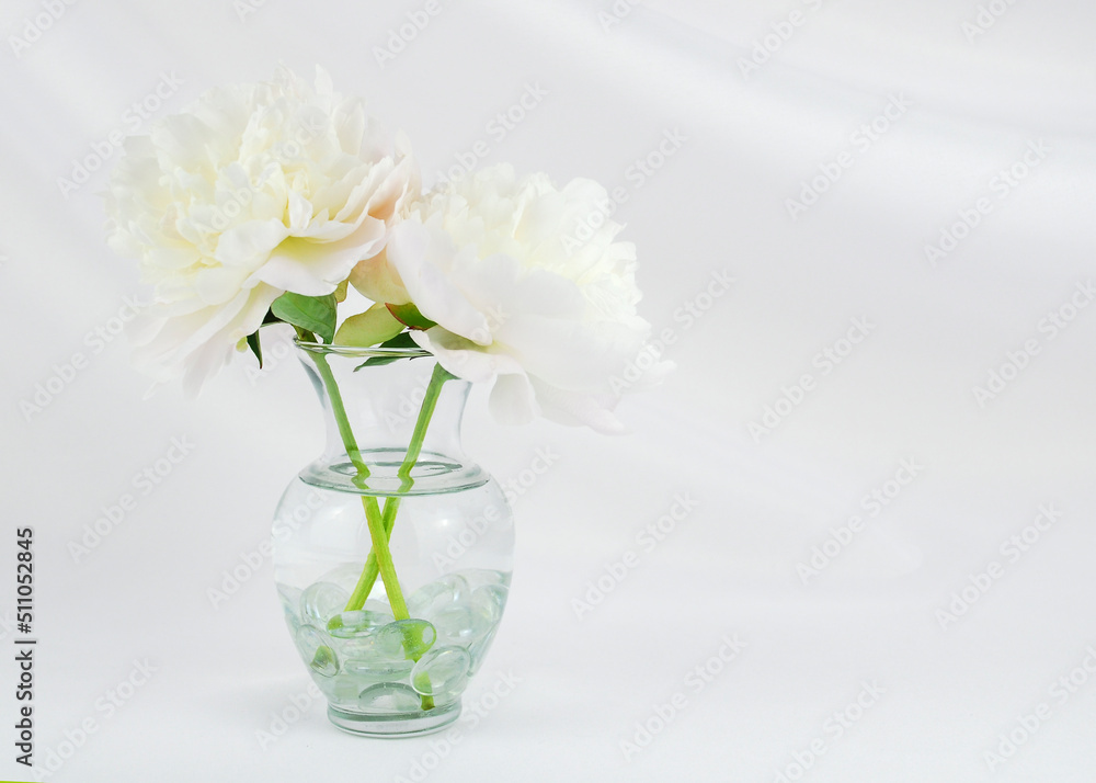 Two white peony flowers in a clear glass vase isolated on an elegant swooped white fabric backdrop with copy space. Floral wedding greeting card background. Floral arrangement. Two white peony flowers in a clear glass vase isolated on an elegant swooped white fabric backdrop with copy space. Floral wedding greeting card background. Floral arrangement.