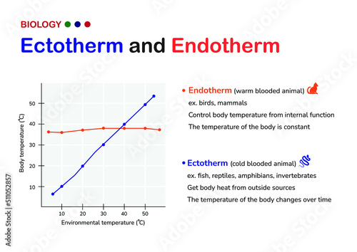 Biological schematic show different between endotherm and ectotherm in various of temperature condition photo