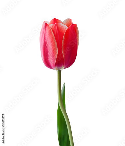 one red tulip on a white background