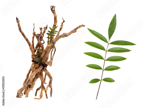 Eurycoma longifolia Jack,dried roots and green leaves isolated on white background with clipping path. photo