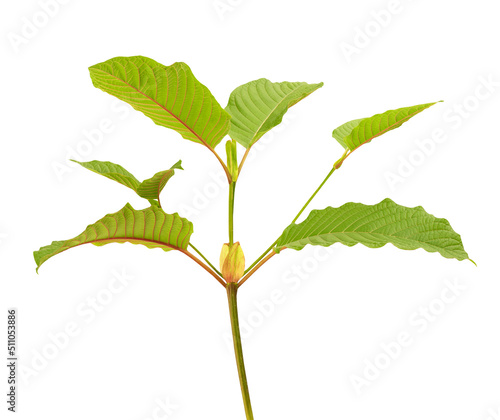 Kratom branch leaves isolated on white background with clipping path.