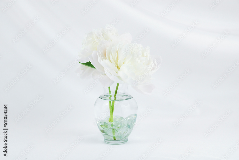 Two white peony flowers in a clear glass vase isolated on an elegant swooped white fabric backdrop with copy space. Floral wedding greeting card background. Floral arrangement. Two white peony flowers in a clear glass vase isolated on an elegant swooped white fabric backdrop with copy space. Floral wedding greeting card background. Floral arrangement.