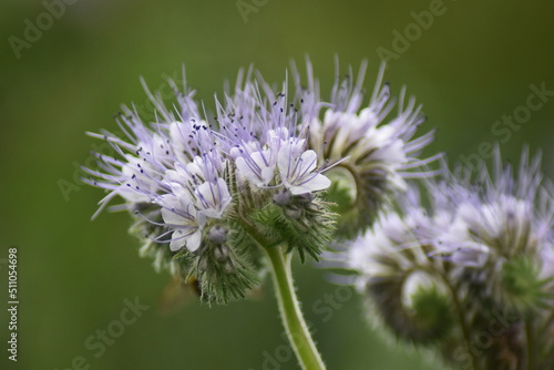 Rainfarn-Phazelie  Phacelia tanacetifolia 