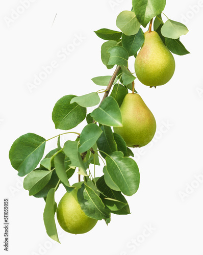 Ripe organic pears on branch with leaves isolated on white background