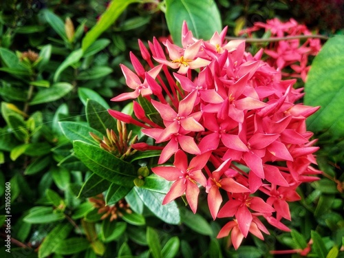 Pink red flower blossom in garden