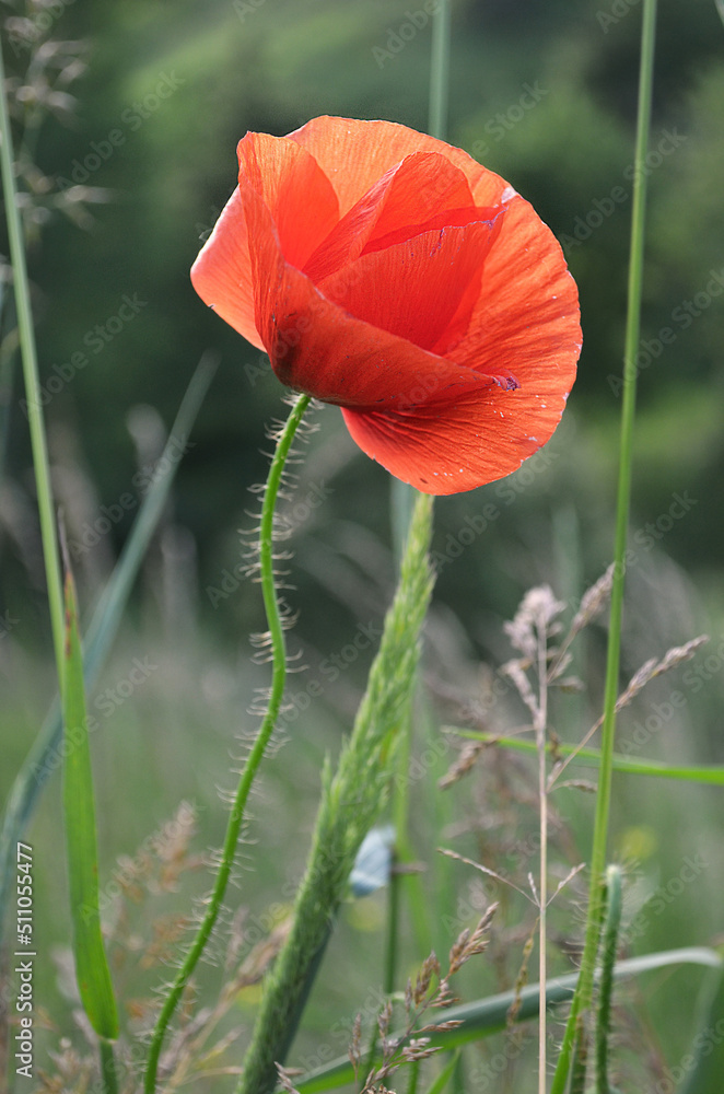 Obraz premium Red poppies on top of the lake.