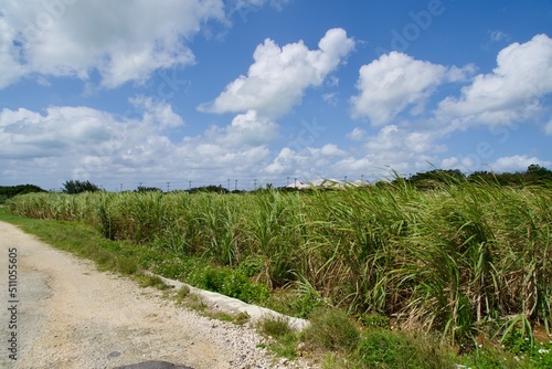 Sugarcane field and blue sky in Miyako Island.