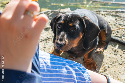 Dachshund puppy close up portrait.