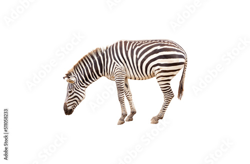 zebra isolated on white background with clipping path