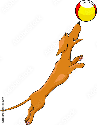 Dachshund jumping and playing with a ball drawing vector illustration dog