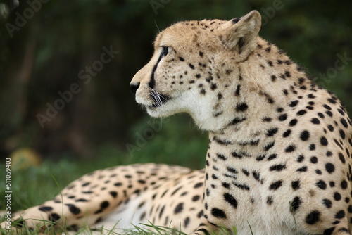 An older cheetah is lying in the grass and is watching