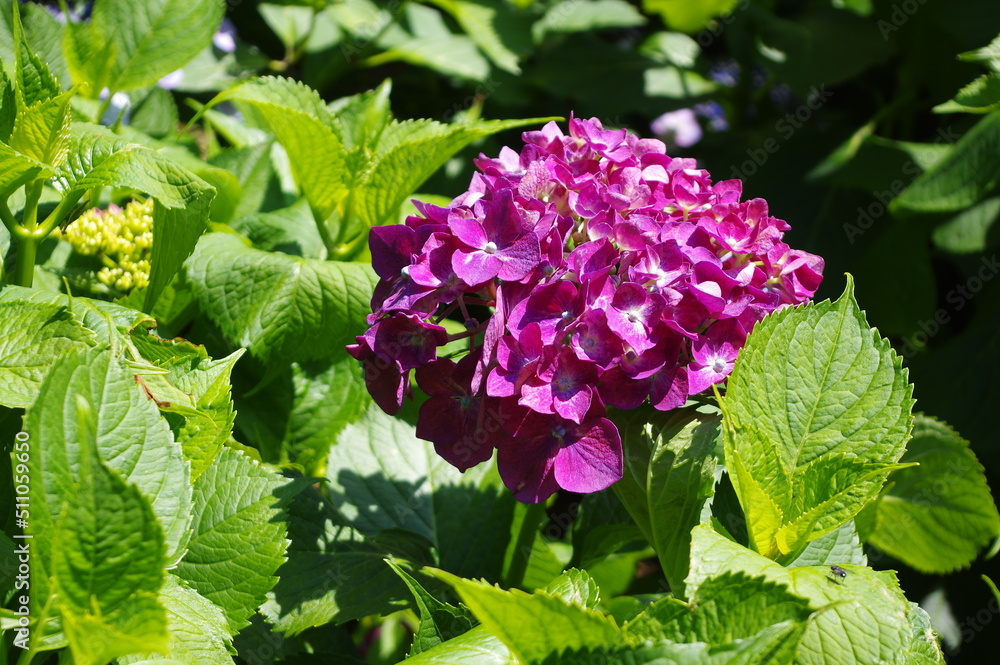 紫陽花 紫陽花