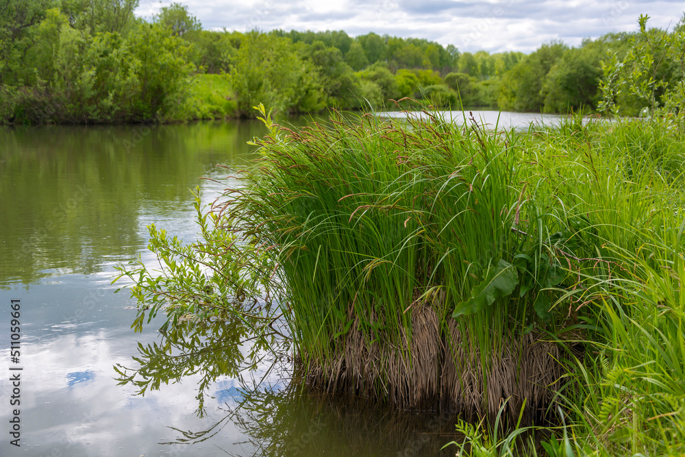 Thickets of wild sedge on the bank of river Thickets of wild sedge on the bank of river