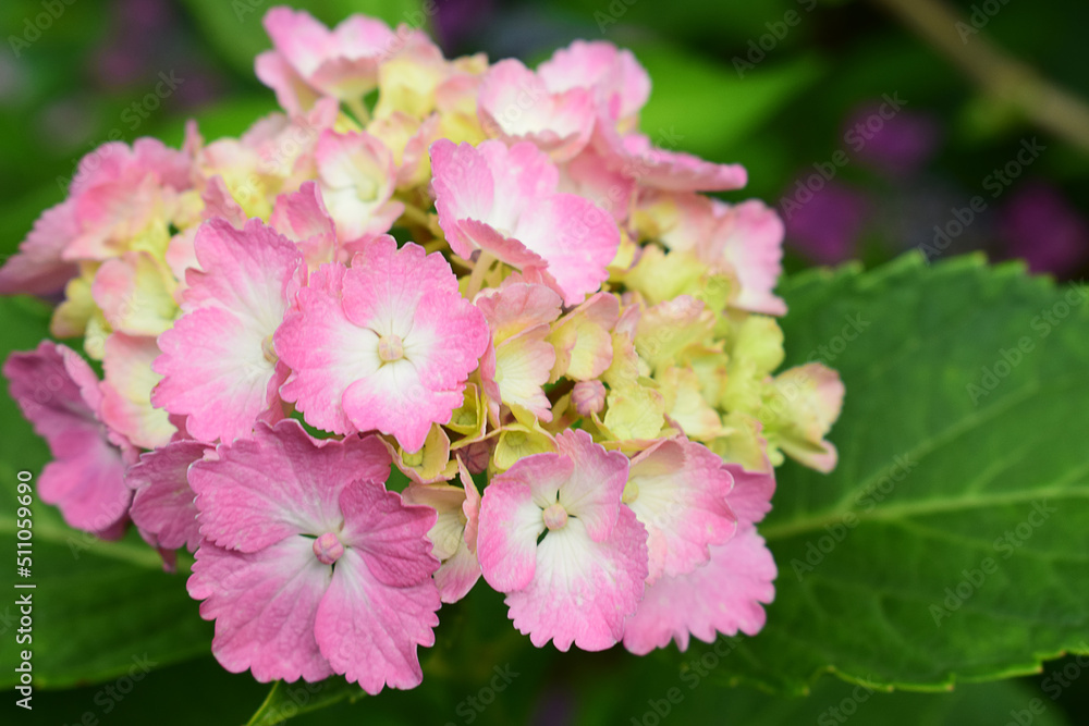 Beautiful colorful pink hydrangea blooming in the garden Beautiful colorful pink hydrangea blooming in the garden