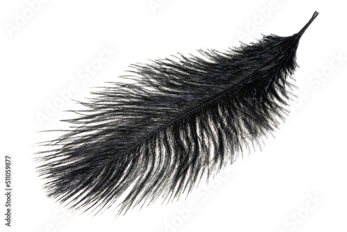 a black ostrich feather on a white isolated background photo