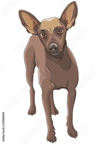 Drawing of a dog breed Russian toy terrier.