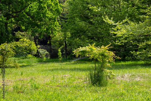 Green trees and green grass in a spring park on a sunny day